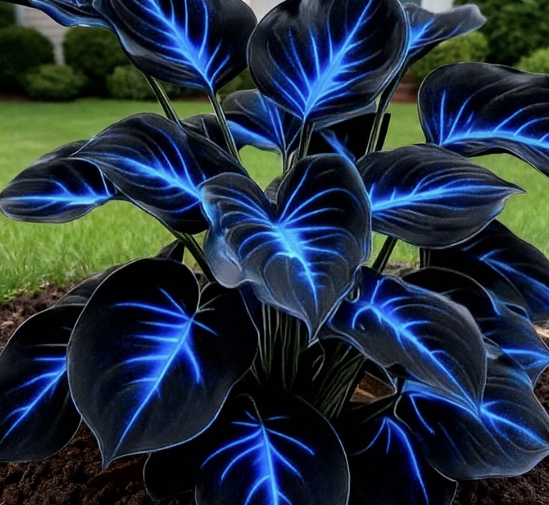 Tropical plant 2